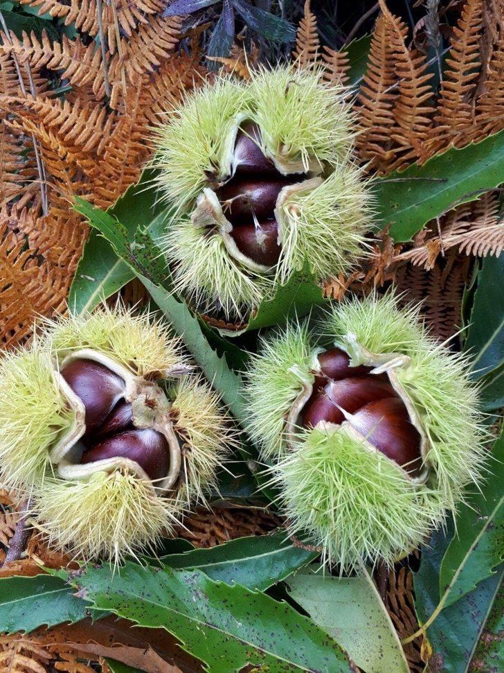 Simav kestanesi ’coğrafi işaret’ aldı G5