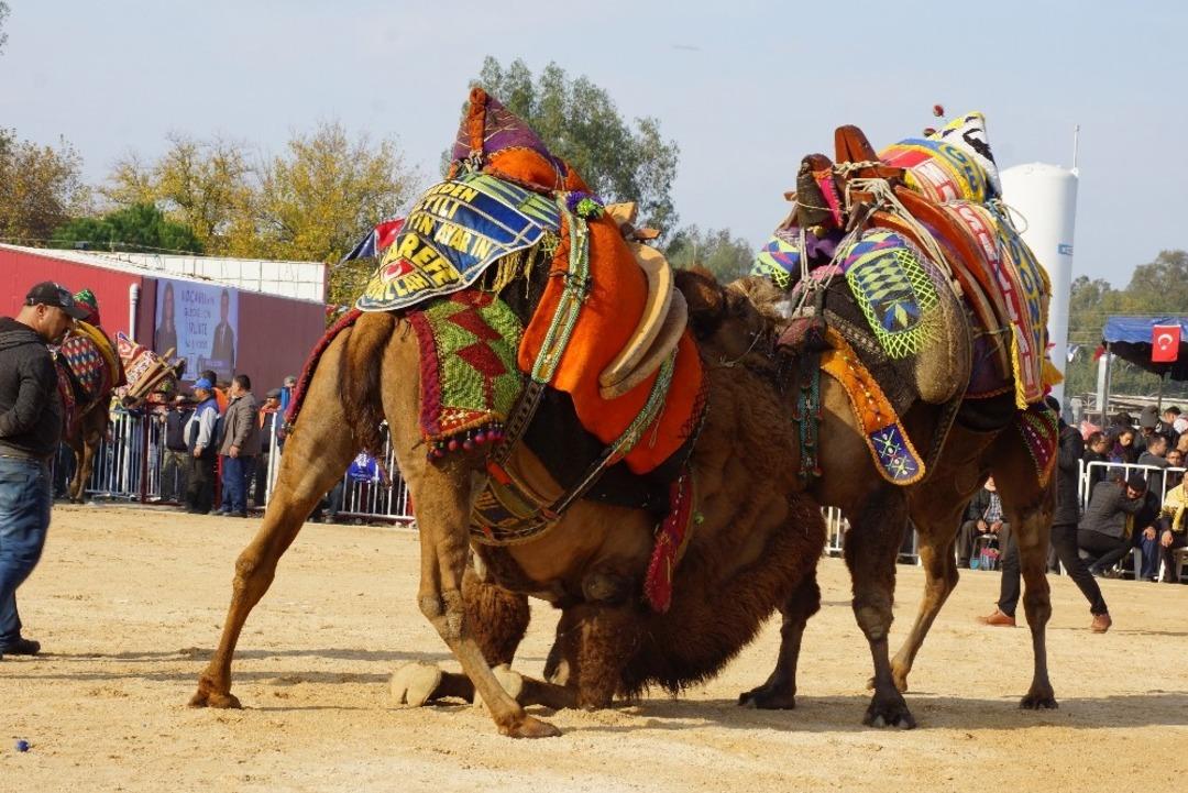 Deve g&uuml;reşi sezonu başladı