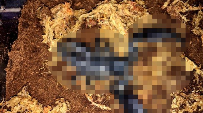 İnternetten akrep satışı görenleri şaşkına çeviriyor