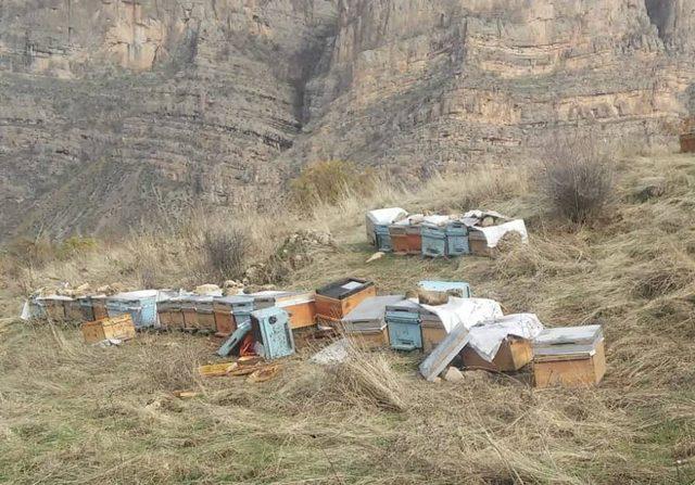 Aç kalan ayılar arı kovanlarına saldırdı