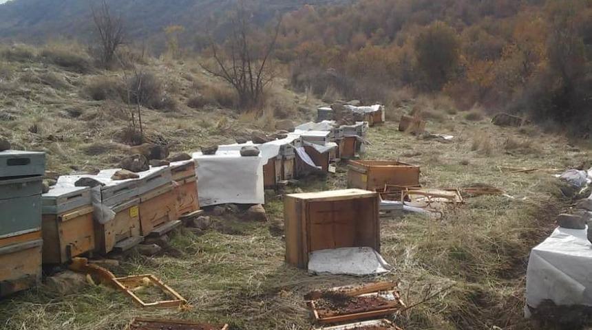 Aç kalan ayılar arı kovanlarına saldırdı