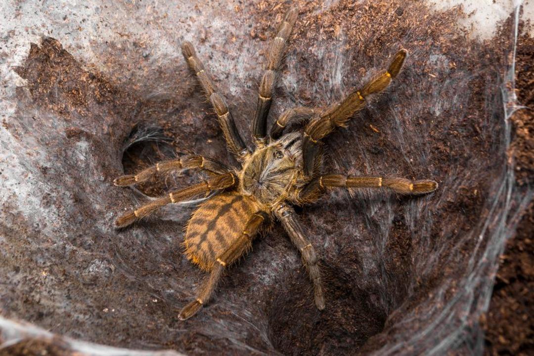 Meğer d&uuml;nyanın en tehlikelisi 'o'ymuş! Bulaştığını zombiye &ccedil;eviriyor