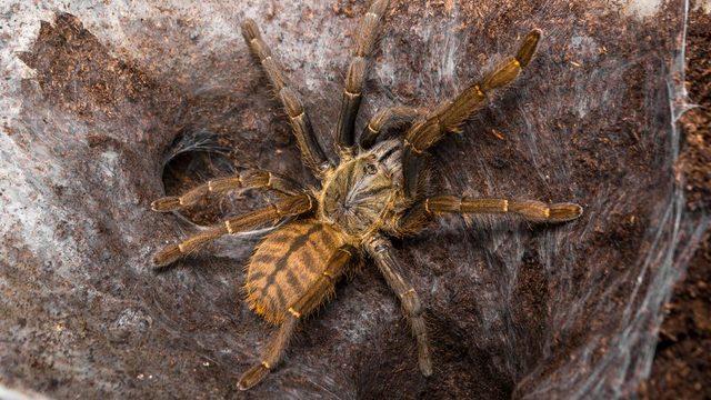 Meğer dünyanın en tehlikelisi 'o'ymuş! Bulaştığını zombiye çeviriyor
