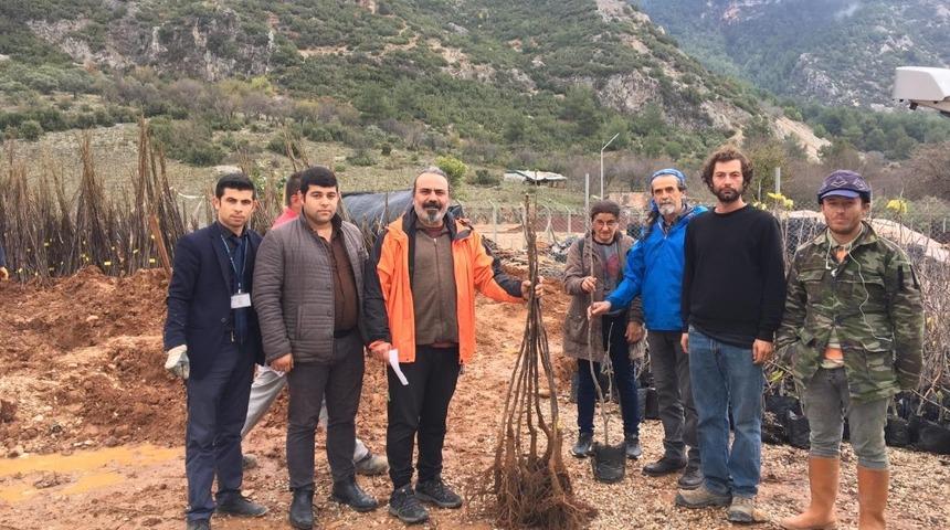 Muğla&rsquo;da 31 bin 705 adet fidan dağıtılıyor