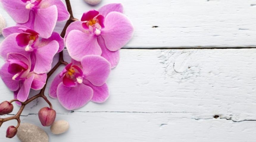 Evinize Pozitif Enerji Yayan 8 Bitki