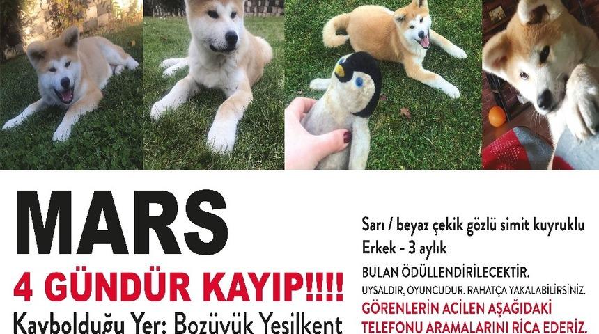 Kayıp k&ouml;peği i&ccedil;in bilbordlara ilan verdi