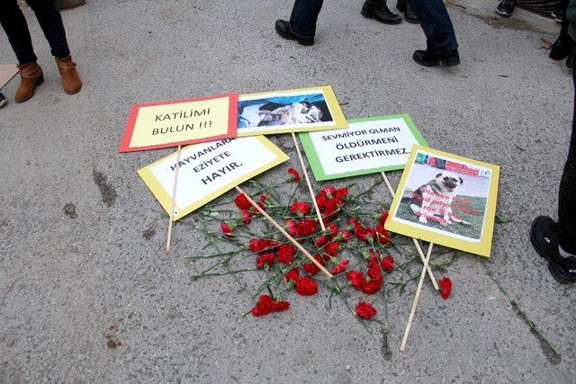 Fethiye’de iki köpeğin zehirlenerek öldürülmesi protesto edildi