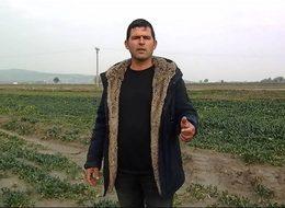 Ispanak tarlada kaldı