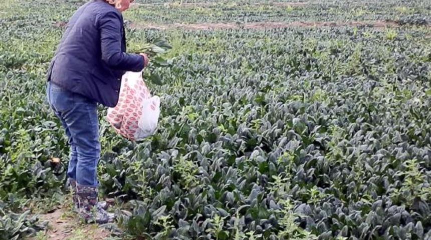 İzmir'de ıspanak tarlada kaldı: Devlet depoları mı, marketleri mi nereyi basar bilemeyiz ama...