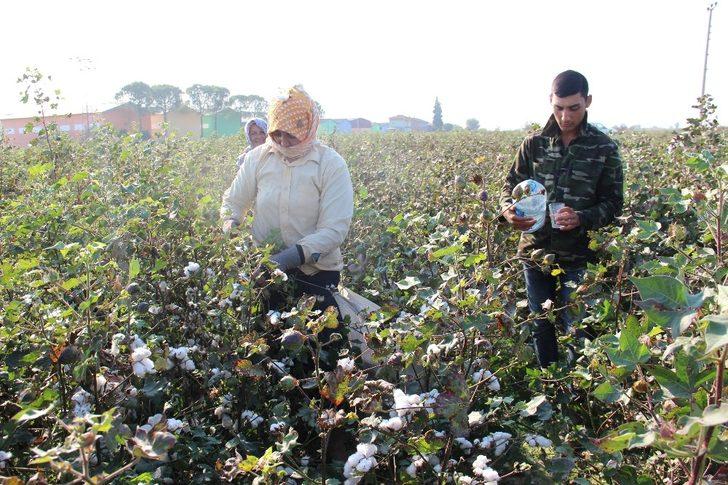 Pamuk işçilerine maniyle su dağıtıyor G3