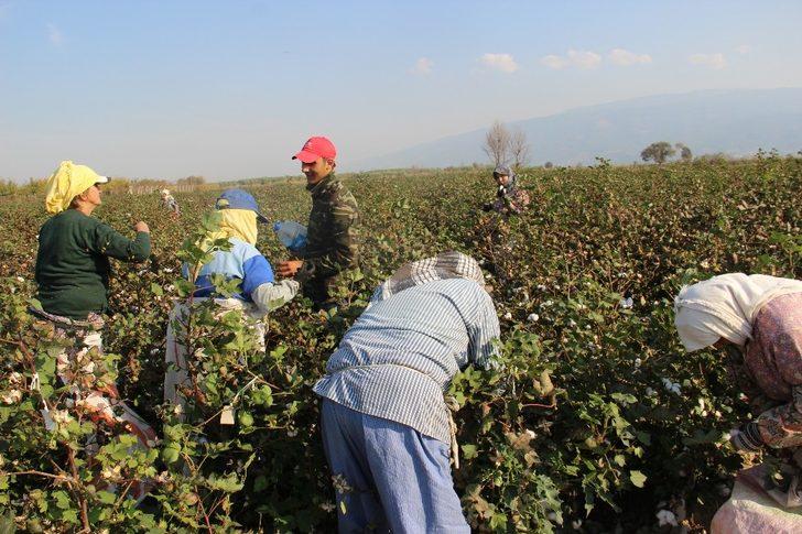 Pamuk işçilerine maniyle su dağıtıyor G5