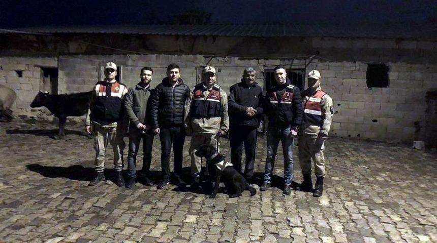 Jandarma ekipleri kayıp danaları buldu