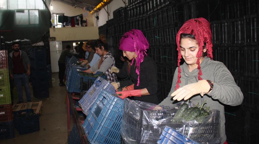 Dikenli salatalıktaki fiyat düşüşü beklentiyi karşılamıyor