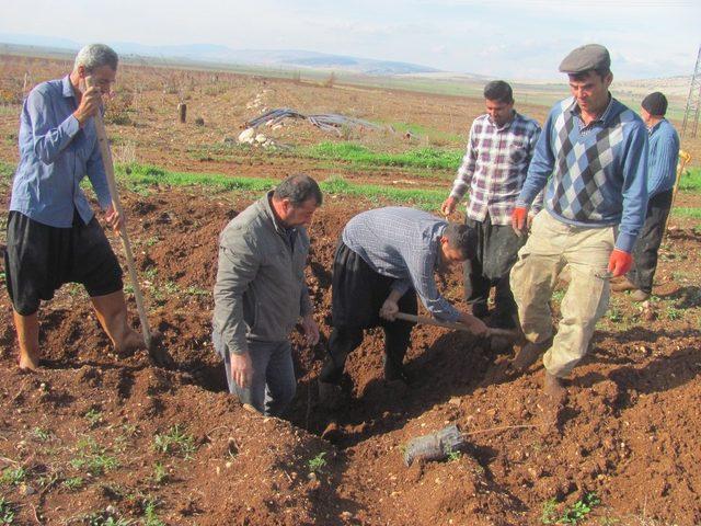 Arabanlı çiftçiler Antepfıstığı üretimine yöneldi