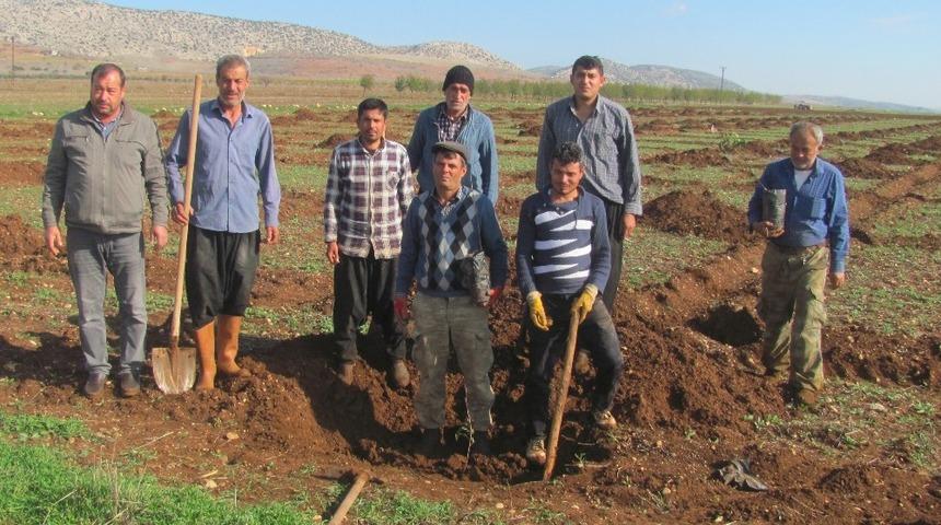 Arabanlı &ccedil;ift&ccedil;iler Antepfıstığı &uuml;retimine y&ouml;neldi