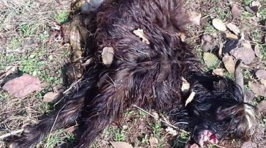 Kurt ke&ccedil;ilere saldırdı