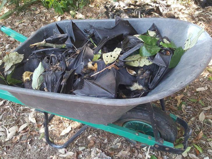 Korku filmi gibi! Bir sabah uyandı ve gördüklerine inanamadı G2