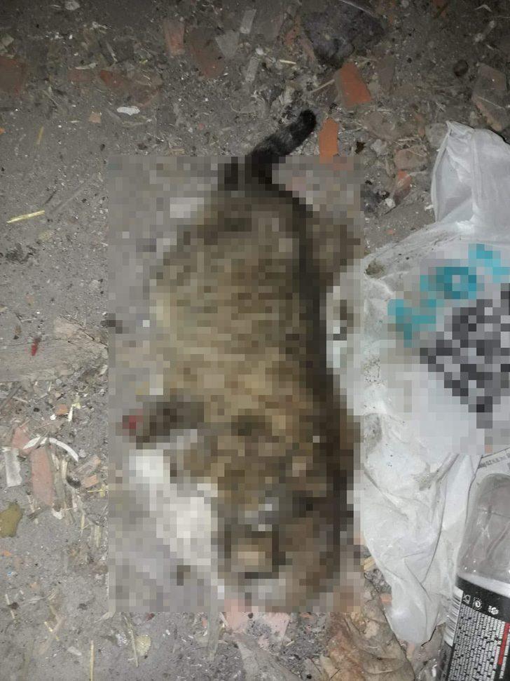 İnşatta bacakları kesik kedi ölüsü bulundu Yaşam Haberleri