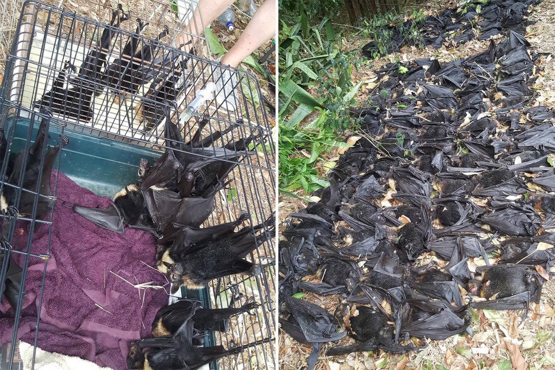 Korkun&ccedil;! G&ouml;ky&uuml;z&uuml;nden binlerce &ouml;l&uuml; yarasa yağdı! 