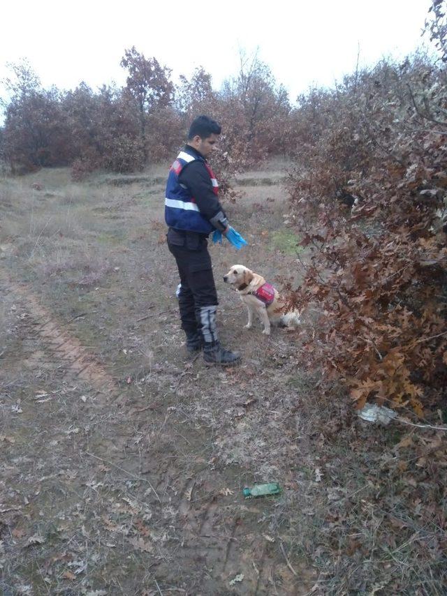 Domuzdan korkunca geceyi ağaçta geçirdi