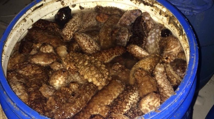 Didim&rsquo;de deniz patlıcanı avcılığına ge&ccedil;it yok