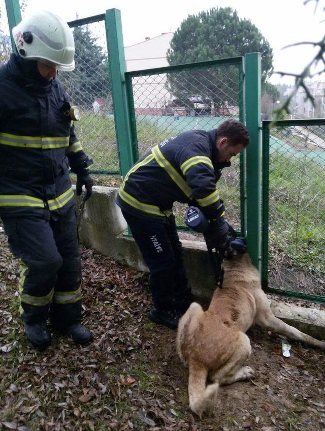 Mahsur kalan kedi ve köpeğin imdadına itfaiye ekipleri yetişti