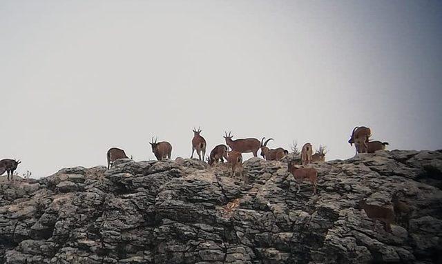 Yaban keçilerinin envanter çalışmaları başladı