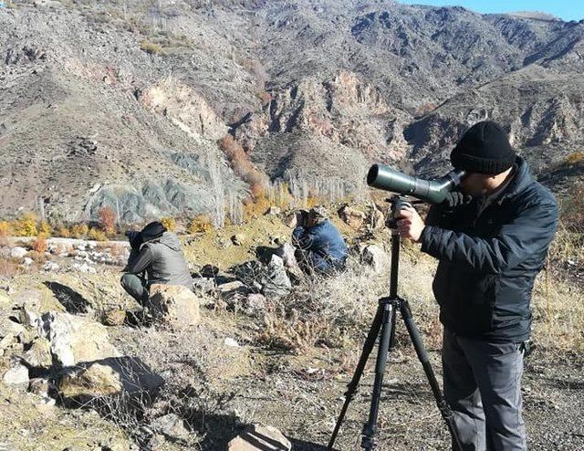 Yaban keçilerinin envanter çalışmaları başladı