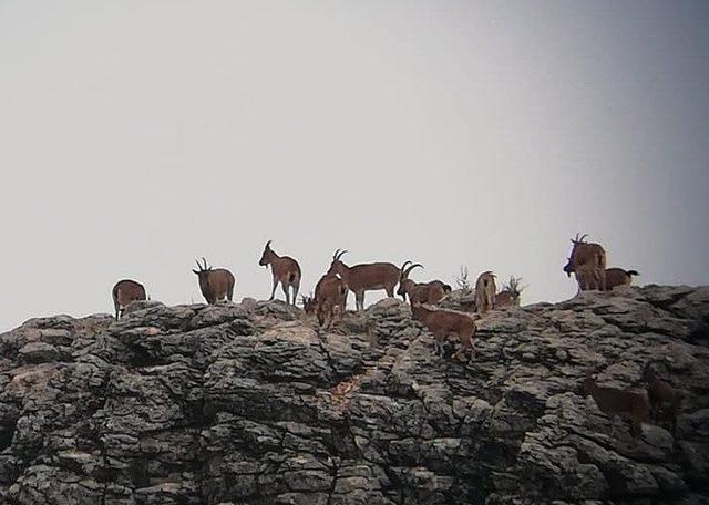 Yaban keçilerinin envanter çalışmaları başladı