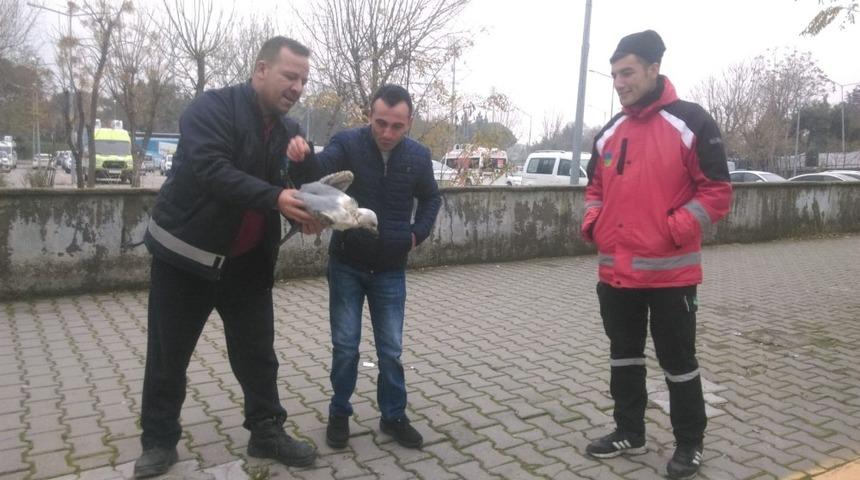 Yaralı martıya B&uuml;y&uuml;kşehirden yardım eli
