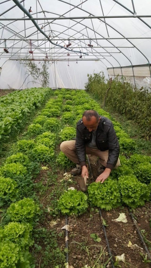 Sınırdaki seralar ürün vermeye başladı