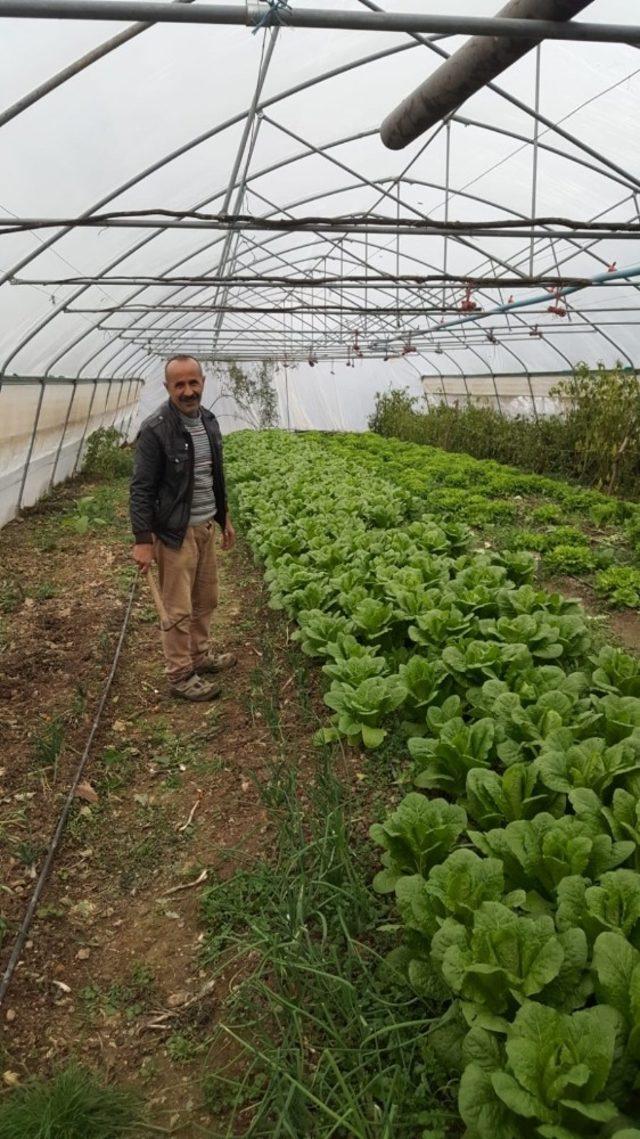 Sınırdaki seralar ürün vermeye başladı