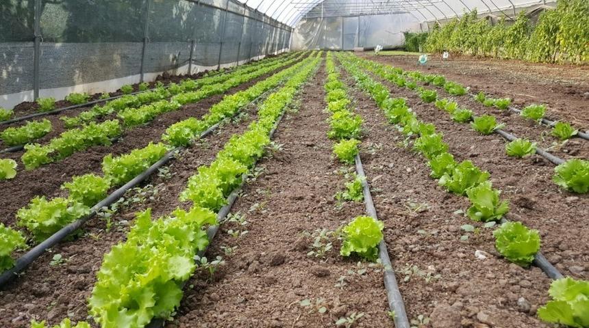 Sınırdaki seralar &uuml;r&uuml;n vermeye başladı