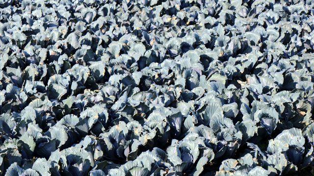 Yüzüne bakmıyorlardı! Şimdi para basıyor...