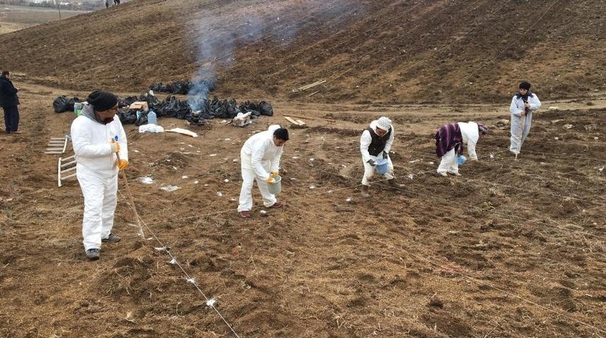 Lavanta Vadisi’ne 33 bin lavanta dikildi