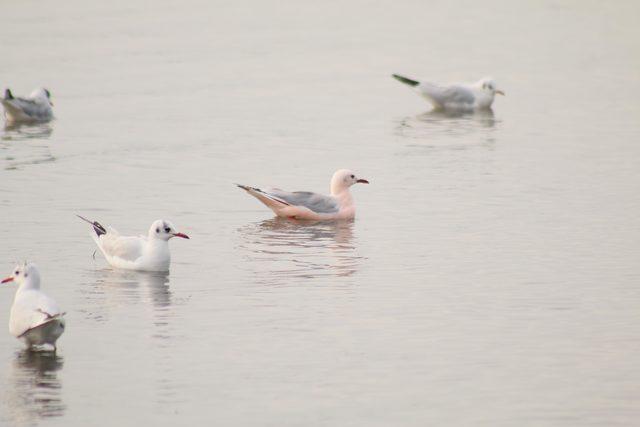 Pembe martı g&ouml;renleri şaşırtıyor 1