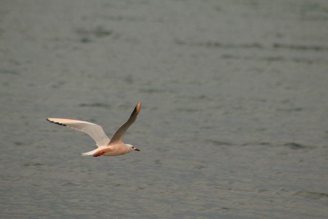 Pembe martı g&ouml;renleri şaşırtıyor 2