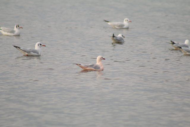 Pembe martı g&ouml;renleri şaşırtıyor 3