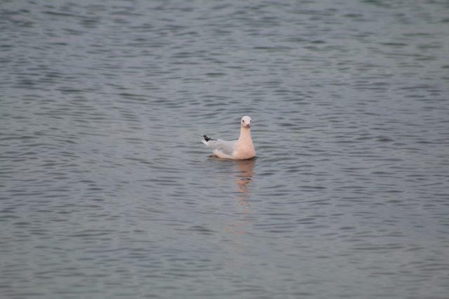 Pembe martı g&ouml;renleri şaşırtıyor 4