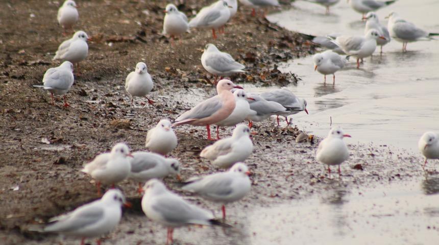 Nasıl olur? Kocaeli'nde pembe renkli martı şaşkınlığı! 