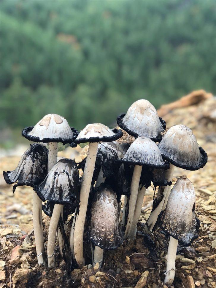 Bilmediğiniz mantarı yemek Rus ruletinden bile tehlikeli! G1