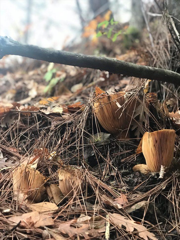 Bilmediğiniz mantarı yemek Rus ruletinden bile tehlikeli! G2