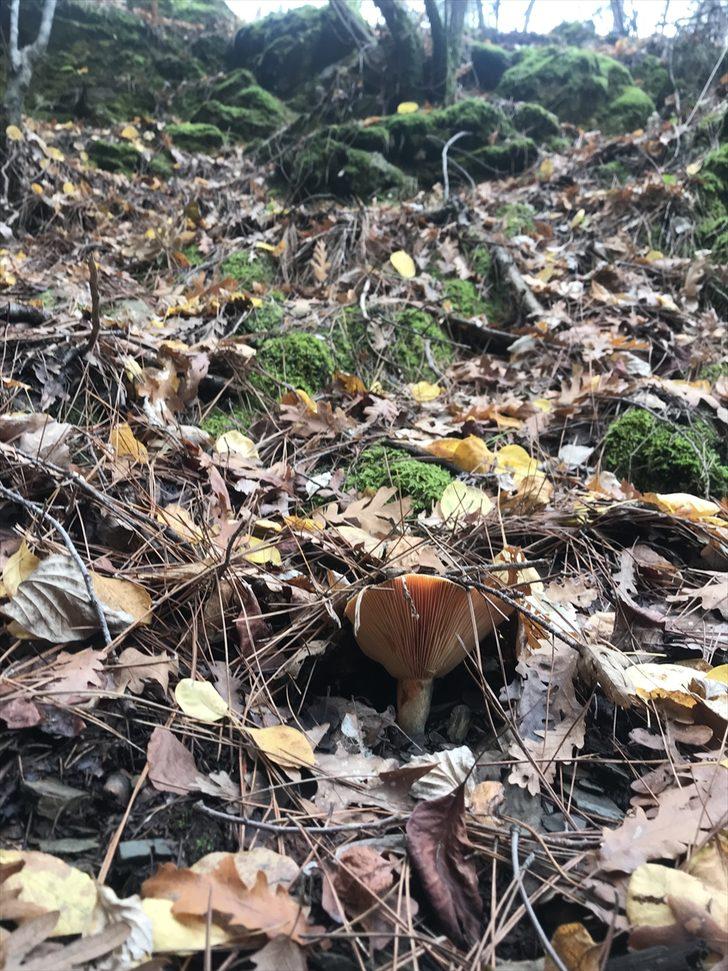 Bilmediğiniz mantarı yemek Rus ruletinden bile tehlikeli! G3