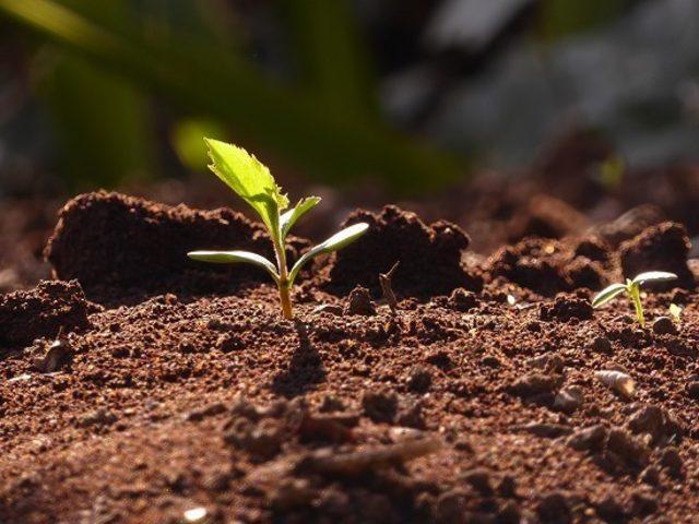 Kalınsaz; “Toprağı koruyamazsak iklimi koruyamayız”
