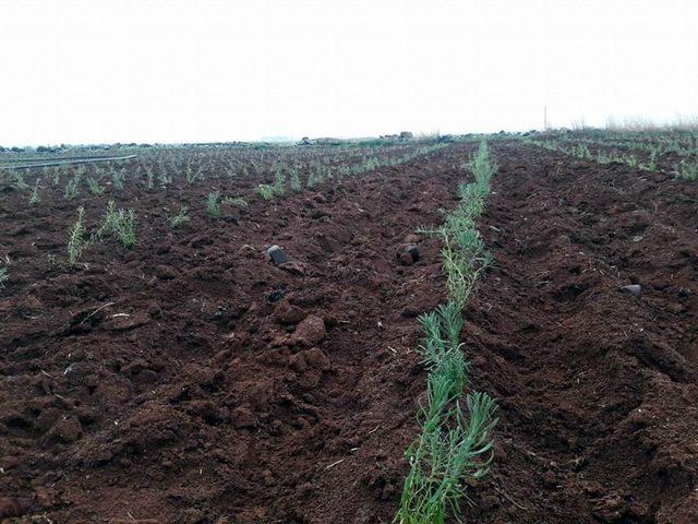 Kilis Lavanta ile buluşuyor 1