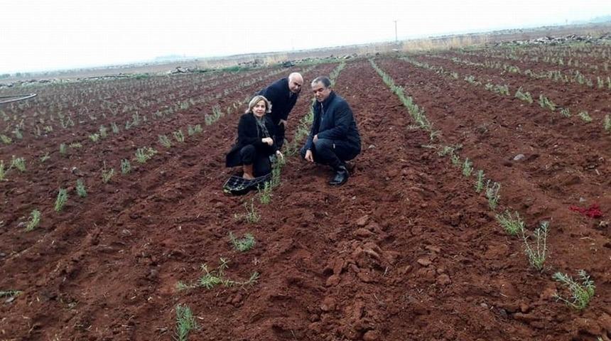 Kilis Lavanta ile buluşuyor