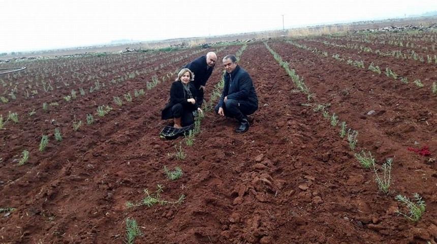Kilis Lavanta ile buluşuyor