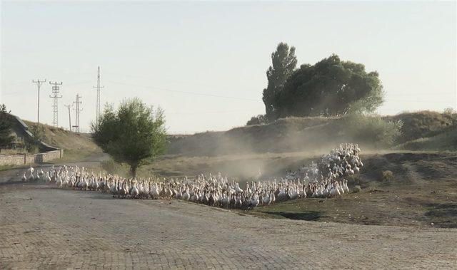 Kars'ta kaz üretimine 'Doğu Ekspresi' dopingi