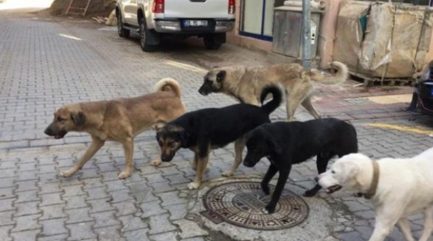 Sokak k&ouml;pekleri tedirgin ediyor