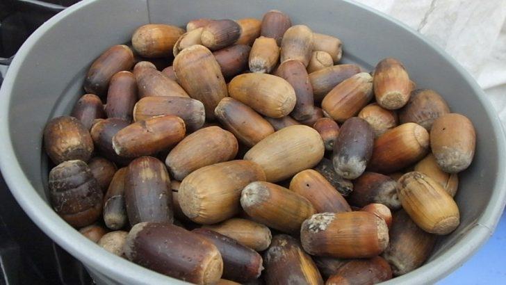 Balıkesirli öğrenciler yeşile katkı için palamutları toprakla buluşturdu G2